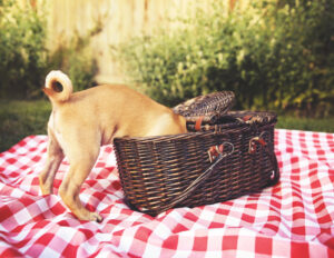 Picnic