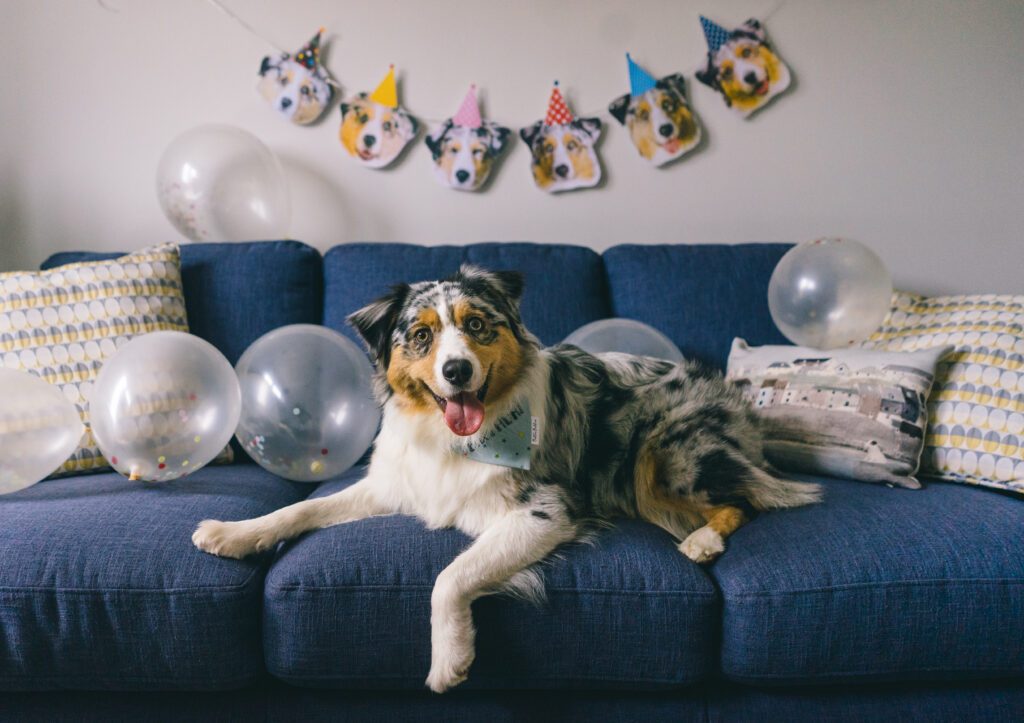 Gotcha day