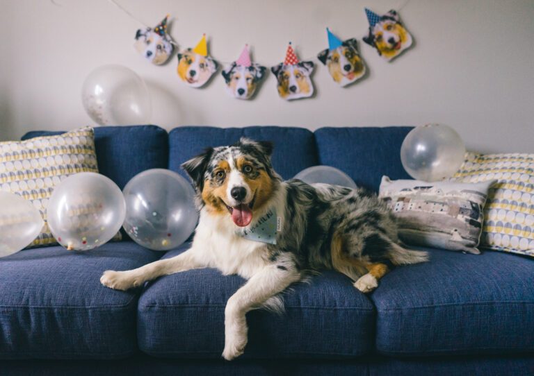 Gotcha day
